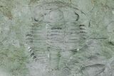 Cambrian Trilobite (Termierella) With Pos/Neg - Issafen, Morocco #170769-2